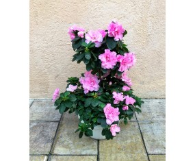 Plantes et composition de... 2