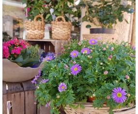 Plantes et composition de...