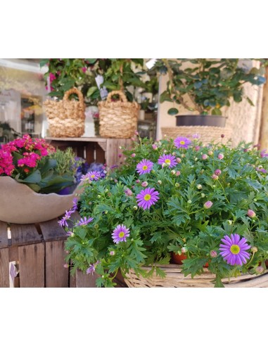 Plants and plant composition