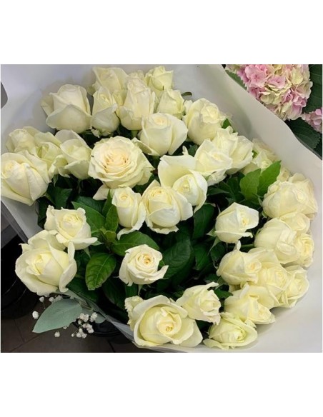 Roses blanches01