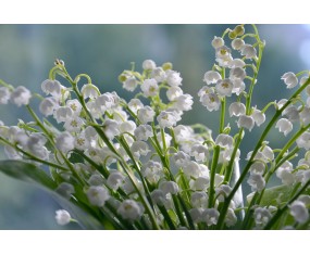 Lily of the Valley -1 stem