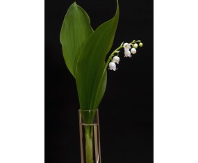Lily of the Valley -1 stem 2