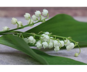 Lily of the valley 3 strands