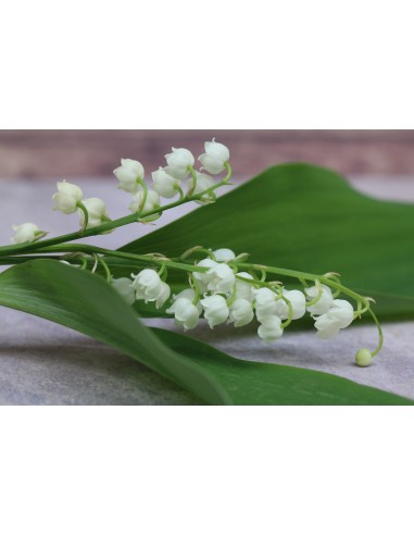 Lily of the valley 3 strands