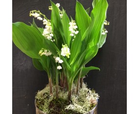 Muguet planté01