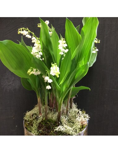 Composition of planted lily of the...