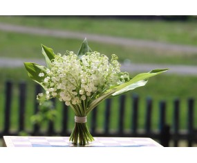 Bouquet of lily of the valley