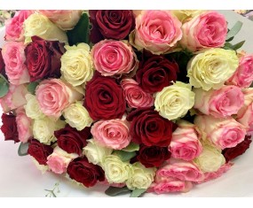 Roses différentes couleurs01