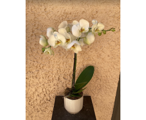 Orchidée blanche - Taille...