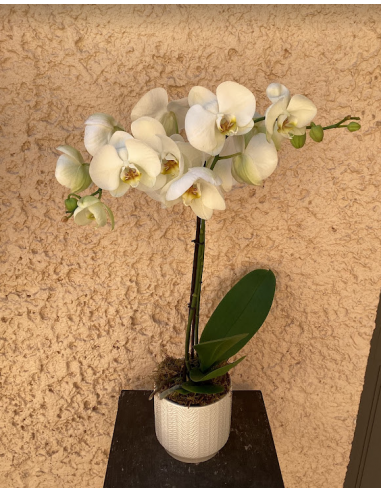 Weiße Orchidee - mittlere Größe