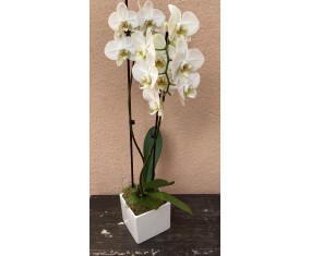 White Orchid - High