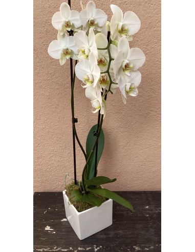 Orchidée blanche - Haute